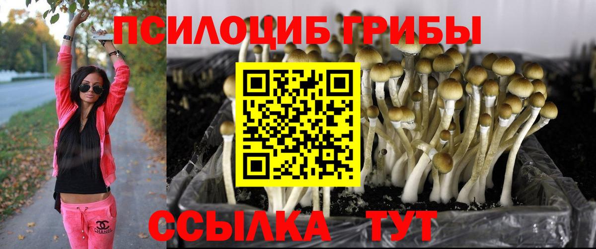 Городец  хочу   Вход с VPN  Галлюциногенные грибы Cubensis 